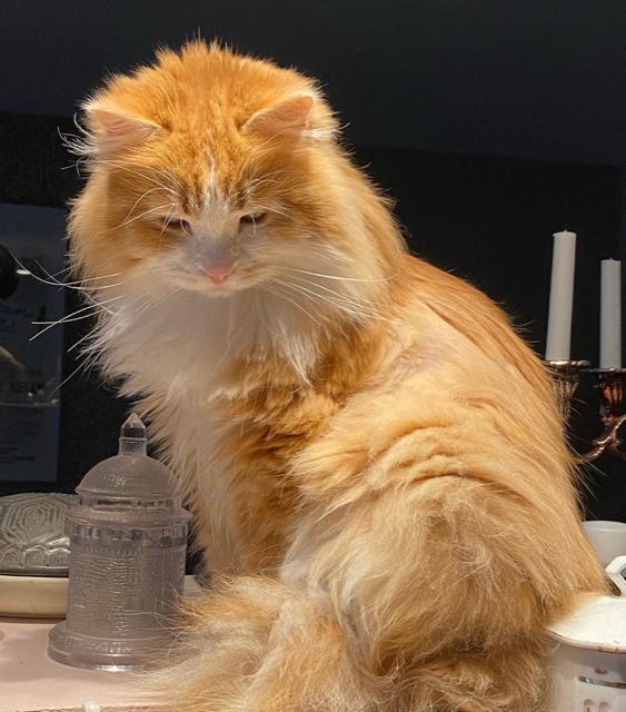 Sibirisk katt Verdi